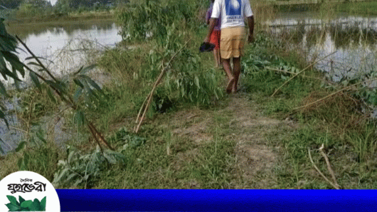 নবীগঞ্জে রাতের আধারে ৫ শতাধিক গাছের চারা কর্তন