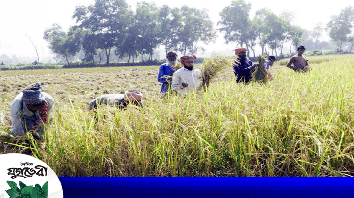 বিয়ানীবাজারে আমন ধানের বাম্পার ফলন : পাকা ধানে নবান্নের বার্তা
