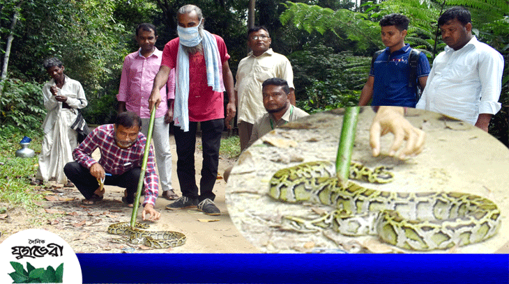 চিকিৎসকের বাসায় উদ্ধার হওয়া অজগর খাদিমনগর জাতীয় উদ্যানে অবমুক্ত