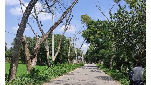 সড়কের দুপাশে শতাধিক মরা গাছ, দুর্ঘটনার শঙ্কা
