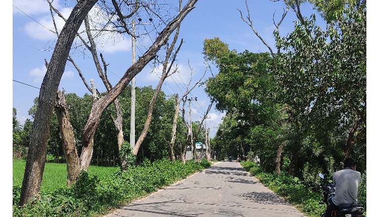 সড়কের দুপাশে শতাধিক মরা গাছ, দুর্ঘটনার শঙ্কা