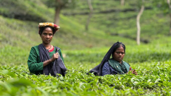 স্বস্তির বৃষ্টিতে জেগে উঠল চায়ের রাজধানী