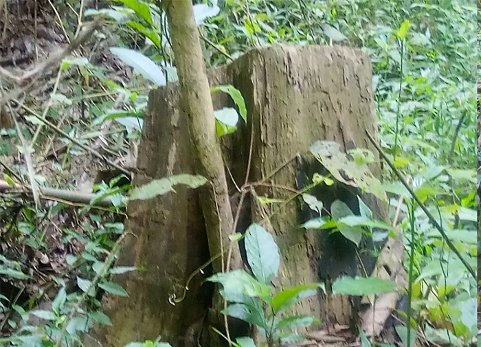 লাউয়াছড়া উদ্যানের গাছ পাচারের অভিযোগ, তদন্তের আশ্বাস ইউএনও’র
